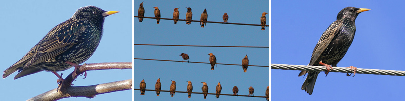 Starlings Grackles And Blackbirds Cause Many Bird Problems Get Rid Of Starlings And Blackbirds