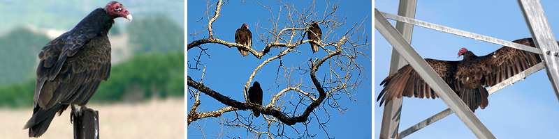 Turkey Vulture