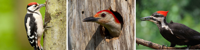 Woodpecker