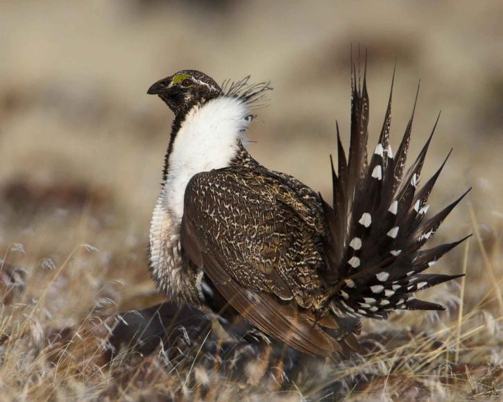 Sage Grouse