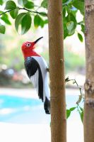 Woodpecker Bird Plastic Tree Mount Ornament Decoration 9" 