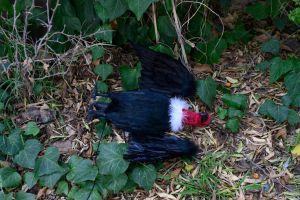 Dead Vulture Bird Scare Decoy 