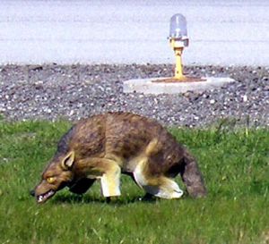 Coyote Predator Decoy Wildlife Deterrent