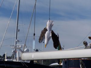 Dead Seagull Deterrent Decoy Scare Away Gulls 