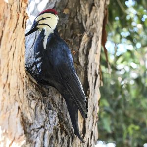 Woodpecker Decoy Deterrent - Life-Like Woodpecker Deterrent