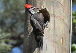 Non toxic, Natural Woodpecker Deterrent Paint and Stain Additive  