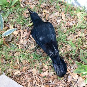Dead Crow Bird Scare Decoy 