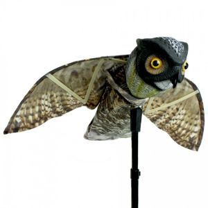 Winged Scare Owl