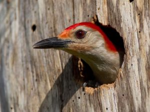 Woodpecker Deterrent Kit - Advanced 