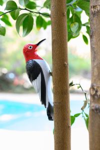 Woodpecker Bird plastic Tree Mount Ornament