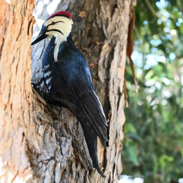 Woodpecker Deterrent Decoy Effigy Help Page